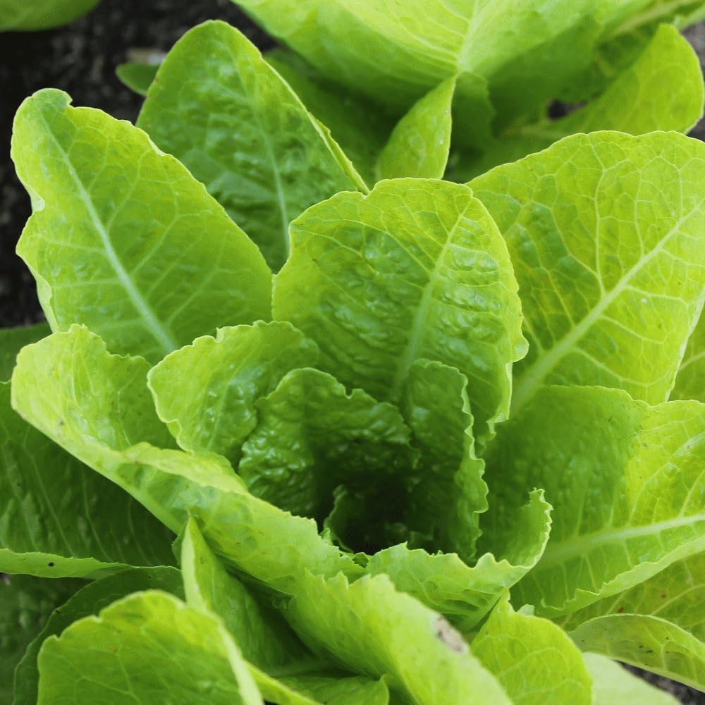 Jericho Semillas de lechuga romana para plantar, más de 500 semillas tradicionales por paquete, semillas de jardín de Isla (semillas de jardín de