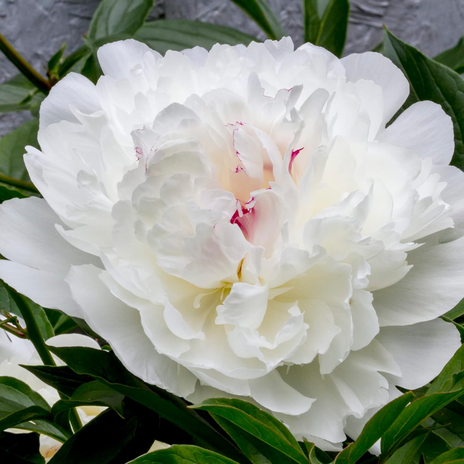 YEGAOL Garden – Semillas de peonía blanca de duquesa perenne, atraen mariposas, ciervos y conejos, resistentes a los ciervos y conejos, de bajo