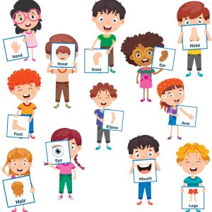 Enseñar partes del cuerpo de los niños con divertidas calcomanías para paredes de aulas (2 pies por 2 pies) Enseñar partes del cuerpo de los niños con divertidas calcomanías para paredes de aulas (2 pies por 2 pies)