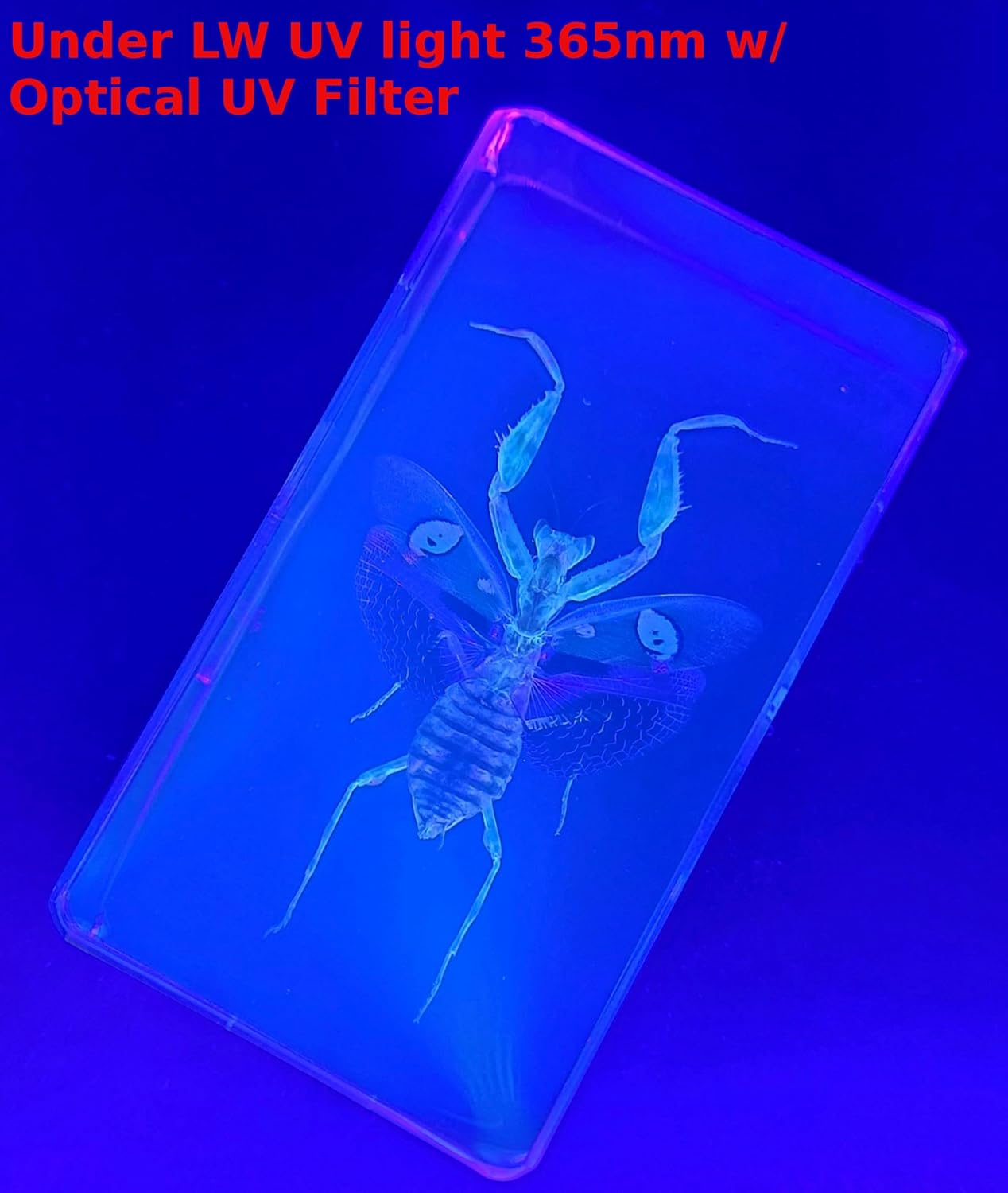 Mantis de flores auténticas joyas de 2.9 pulgadas en resina de lucite cristalina, espécimen preservado de creobroter gemmatus insecto colección de