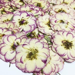 UOKWIWI 20 piezas de dos colores mini rosas naturales naturales secas prensadas flores para resina, arte artesanal, bricolaje UOKWIWI 20 piezas de dos colores mini rosas naturales naturales secas prensadas flores para resina, arte artesanal, bricolaje