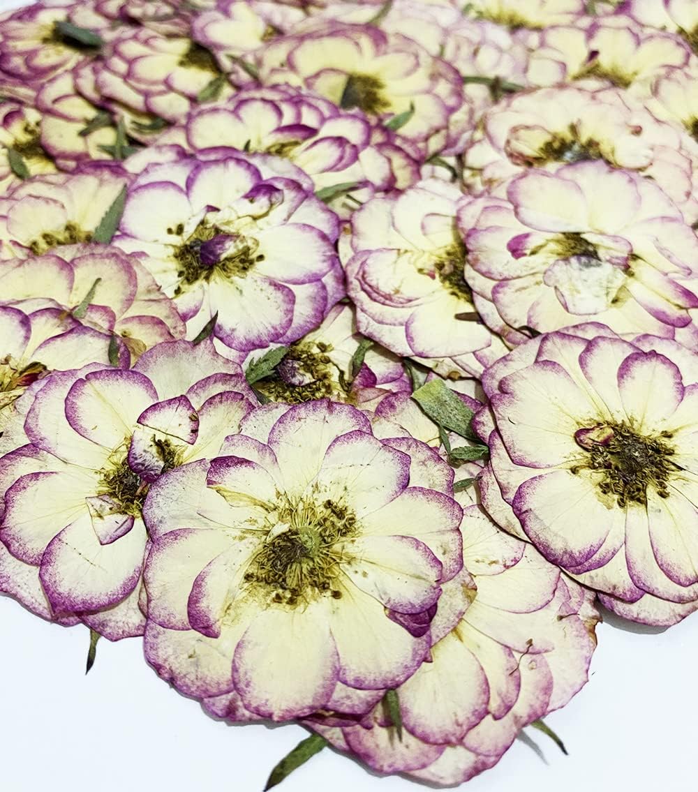 UOKWIWI 20 piezas de dos colores mini rosas naturales naturales secas prensadas flores para resina, arte artesanal, bricolaje