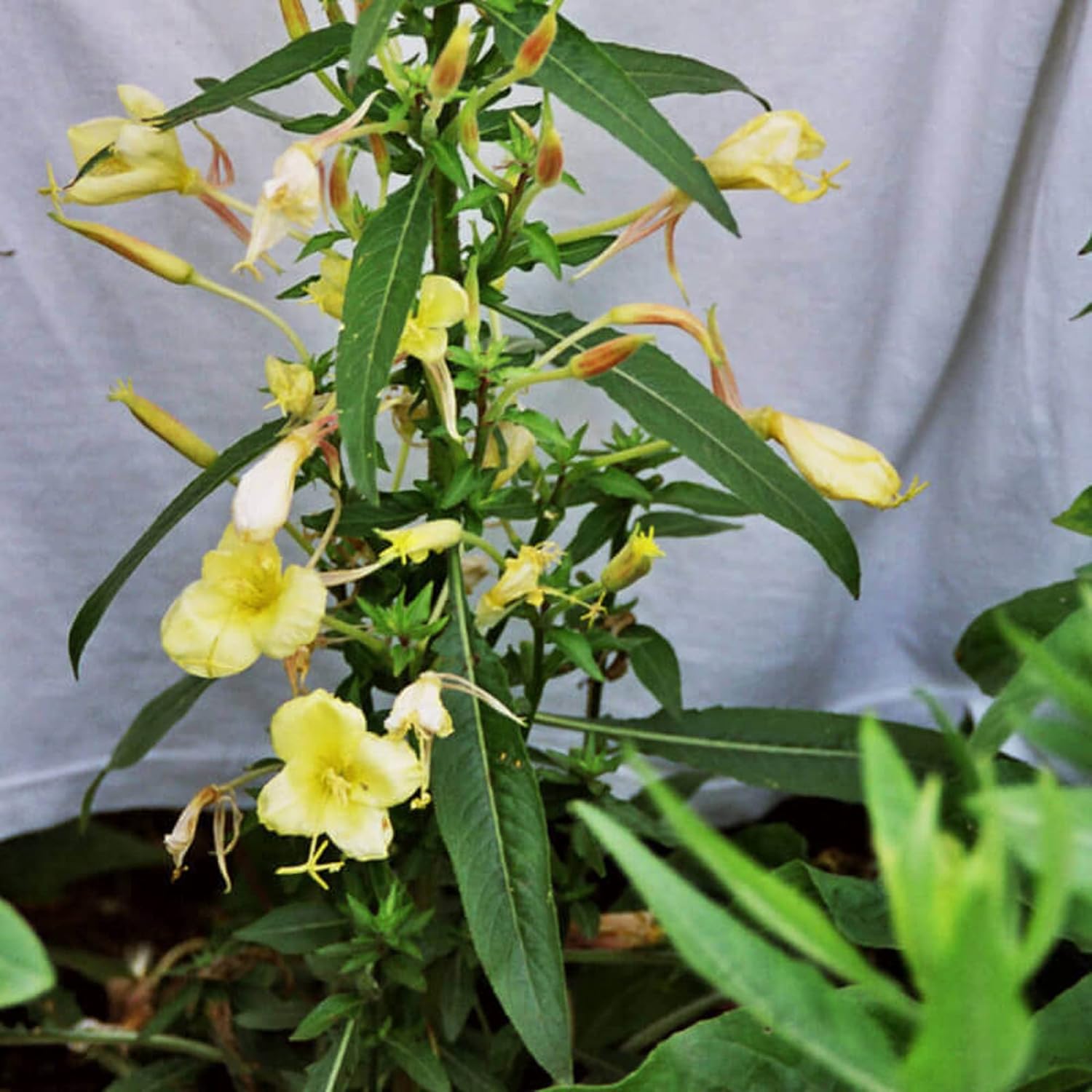 CHUXAY GARDEN Evening Star Seed – 40 semillas de flores amarillas de onagra que crece en jardín y macetas extremadamente decorativas