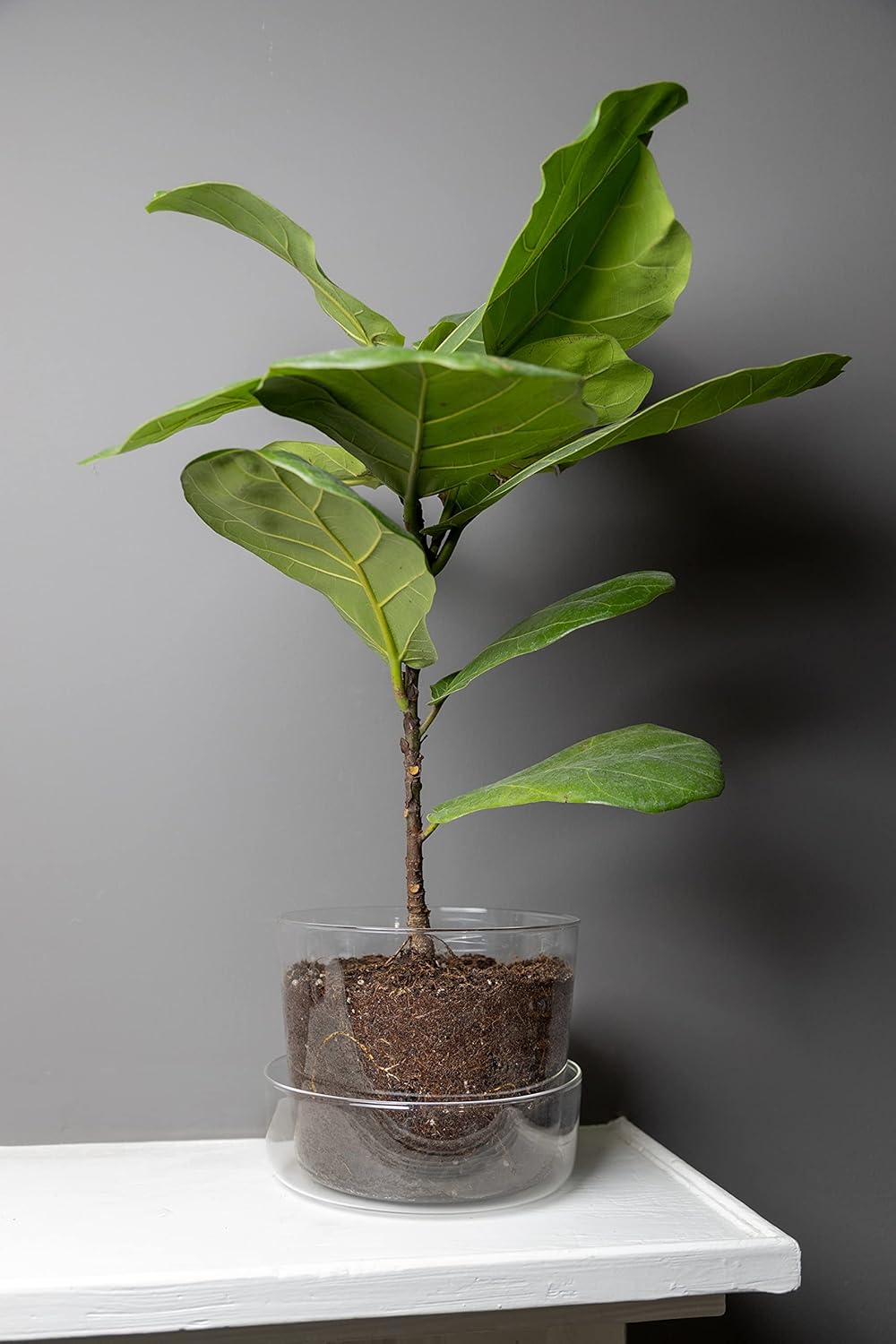 Maceta de cristal transparente con agujeros de drenaje y bandeja, decorativa y moderna para todas las plantas de casa (4 pulgadas)