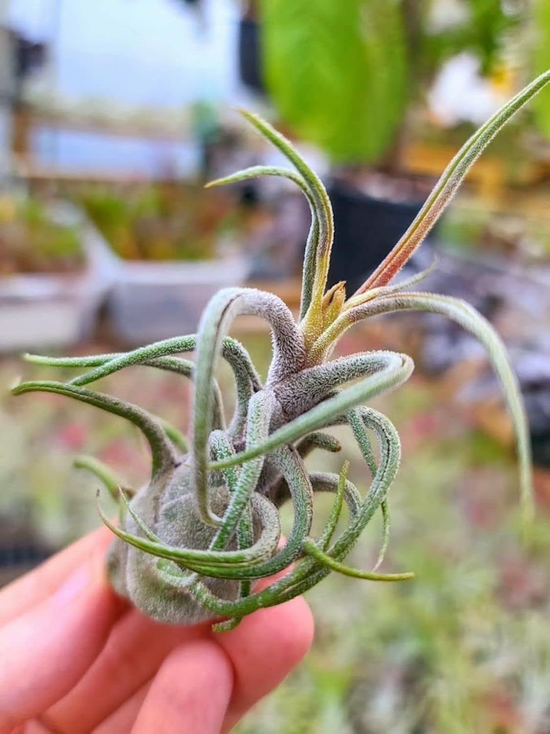 Plantas de aire vivo  3 Pruinosa  Plantas de aire de 3 a 4 pulgadas  El color y la forma varían según la temporada  Garantía de 30 días en