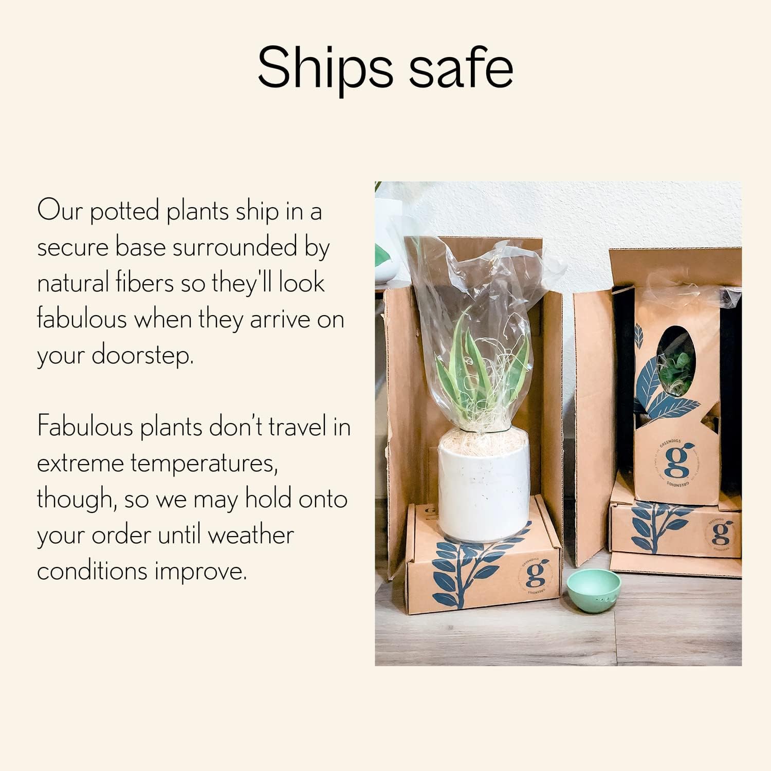 Planta de serpiente, fácil de cultivar, de bajo mantenimiento, planta de interior viva, maceta de vivero de 7 pulgadas