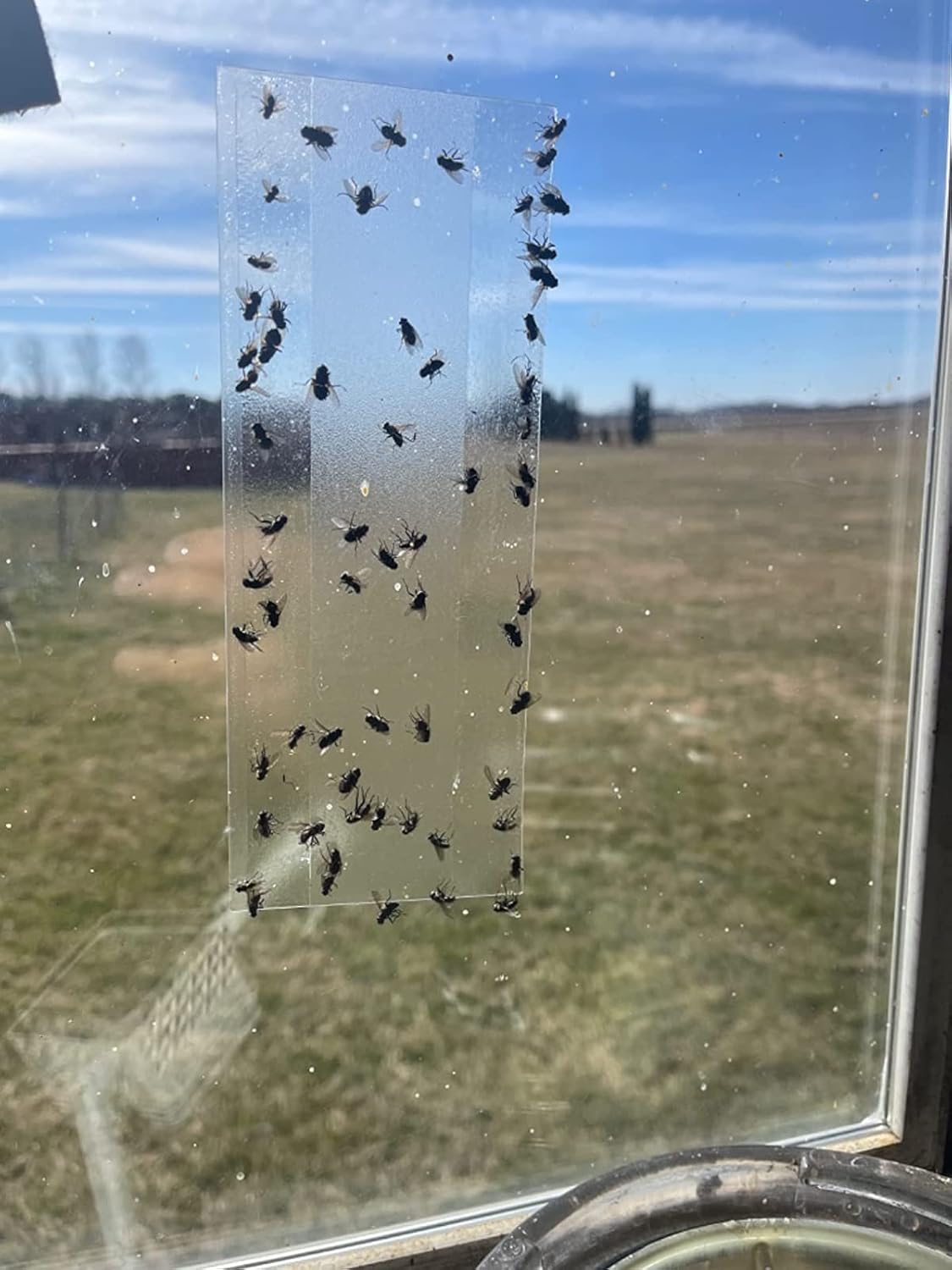 100 trampas para moscas de ventana, trampas adhesivas para ventana para interiores, tira transparente para ventana, trampa para moscas domésticas