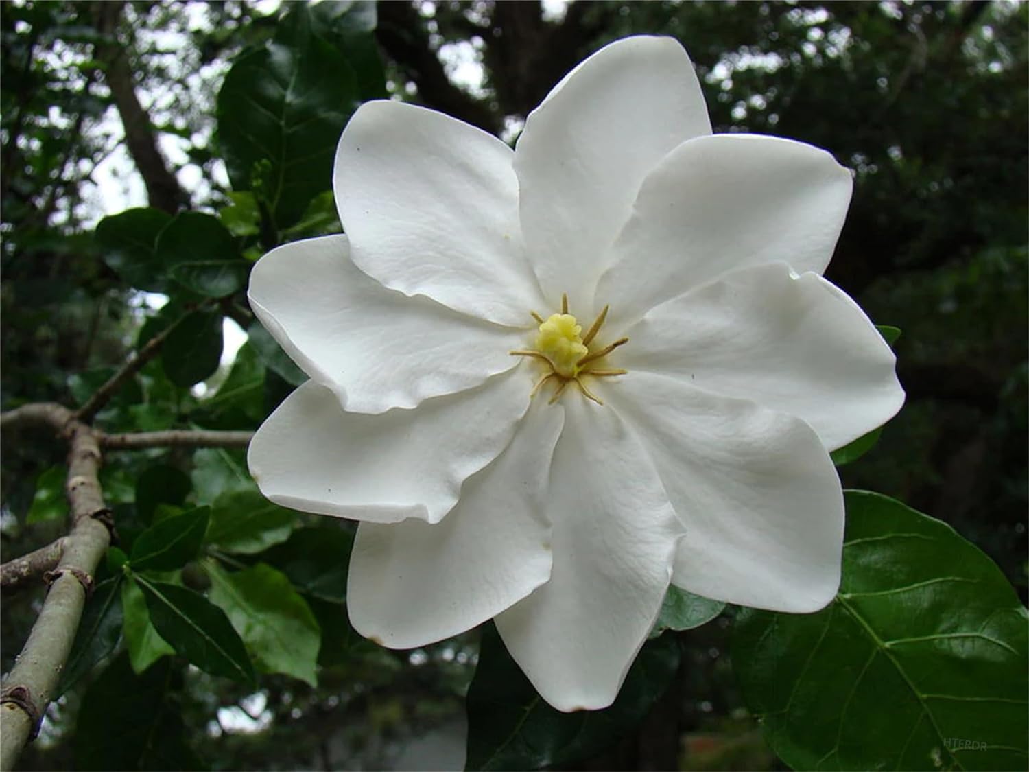 Semillas de árbol de plantas raras Gardenia Thunbergia 100 semillas  Fragante plantas de árbol de hoja perenne silvestre  seto de arbustos