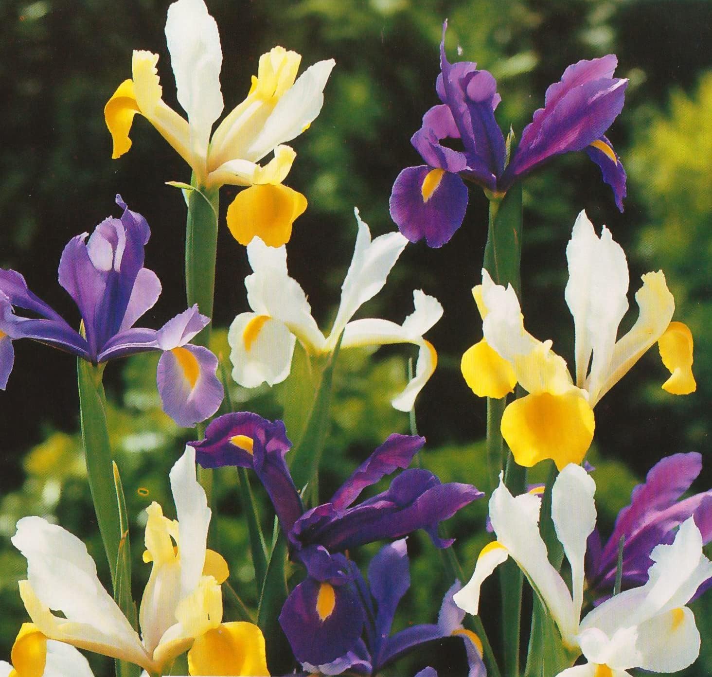 Votaniki Bulbos de flores de iris holandeses  Bombillas de iris mixtos – Perfecto para plantar en otoño  Larga duración – Bombillas de flores de