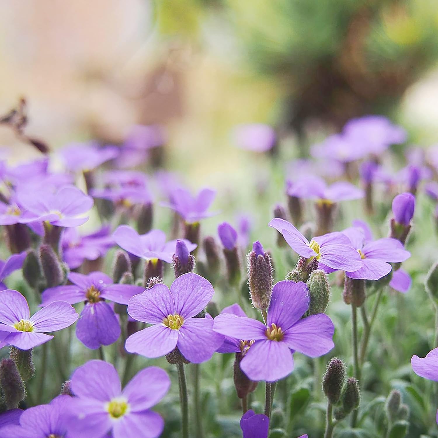 YEGAOL Garden – Semillas de berro de roca Aubrieta Deltoidea, resistentes y perennes, tolerantes a la sequía, atraen polinizadores, fácil de cuidar,