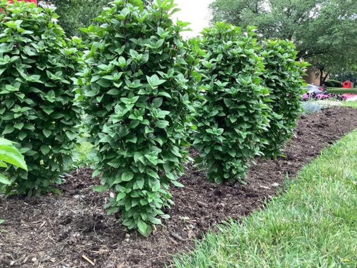 Torres tailandesas de hoja perenne dulce especial Albahaca Abundante hojas con sabor a regaliz de pelo grande Giocng Qu Thái Tháp trng 1 cây  n c