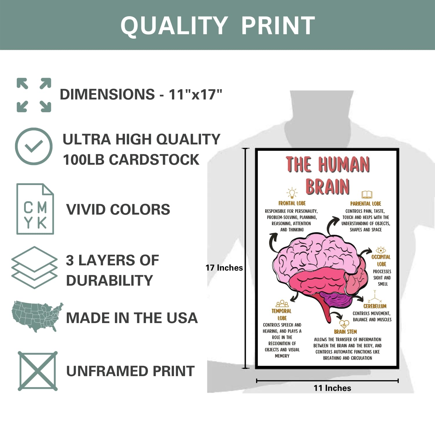 The Human Brain Poster, Mental Health Office Print, Therapy Decor Art, Therapist Psychologist Guidance Counselor Office Decor Wall Art – 11×17 in.