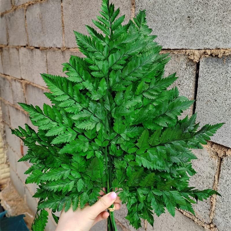 Helechos verdes reales preservados, puntas de helechos verdes secos, tallos, guirnaldas, decoraciones para el hogar, ramos de flores, arreglos