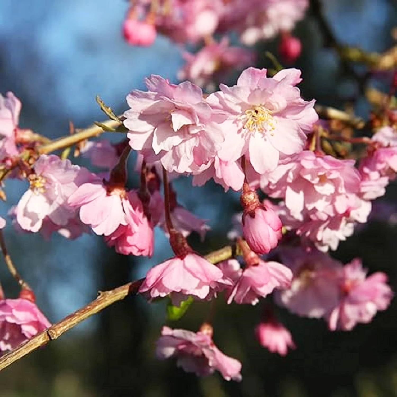 CHUXAY GARDEN 5 semillas de cerezo Higan Prunus Subhirtella Spring Cherry Beauty Cherry Blossom Semillas de árbol para plantar floración llamativa