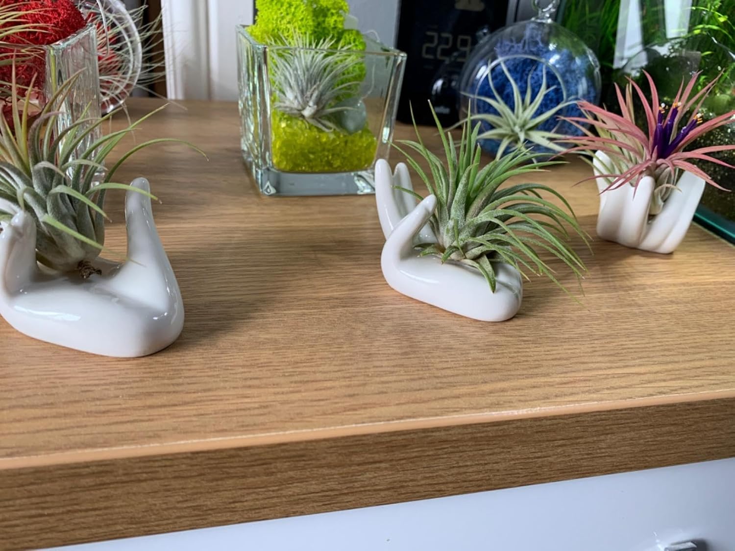 Soporte para plantas de aire, bonito recipiente de cerámica para plantas de aire Tillandsia para suculentas, decoración del hogar para estante de