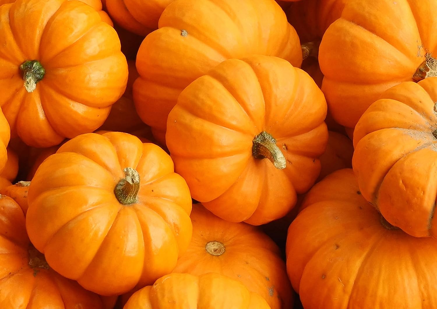 Granos orgánicos de semillas de calabaza tostadas en seco, 4 libras, sin OMG, sin sal, pepitas enteras tostadas al horno, sin aceite añadido, sin