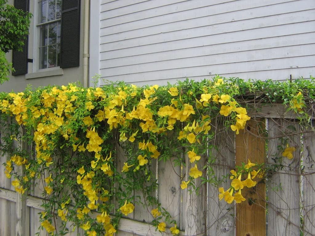 Semillas Canarias Creeper Mix Canarybird Capuchina Berro Indio Flores Anuales
