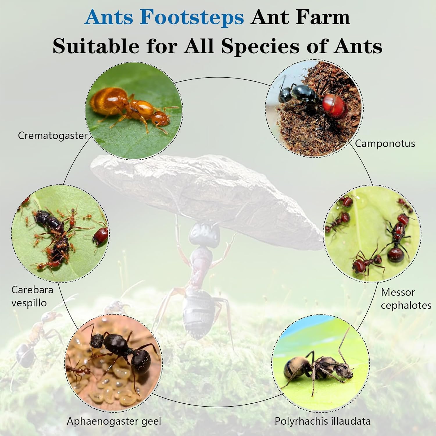 Ant Farm Nest Science Kit de terrario DIY Cuidado para hormigas vivas Hábitat de hormigas con torre de agua para criar habitación y observación
