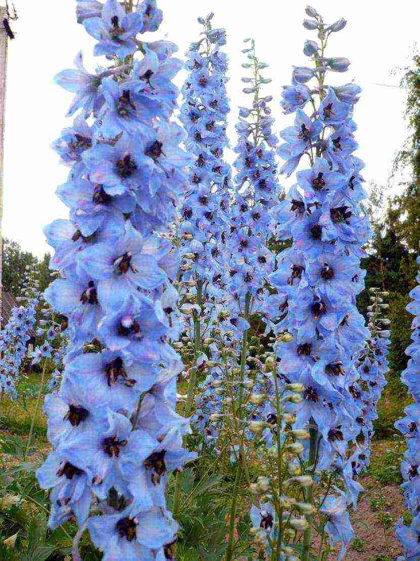 Sky Blue Delphinium Tall Seeds Aproximadamente 30 Semillas 6Lx3W
