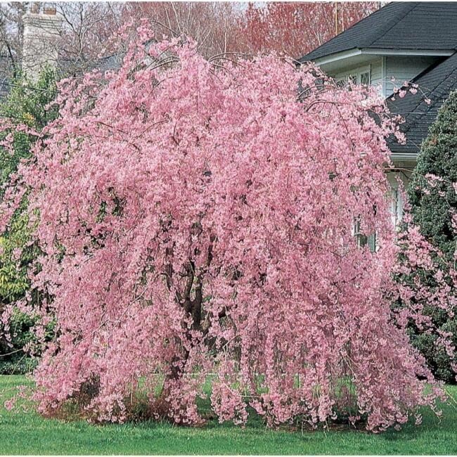 5 semillas de cerezo rosa llorón, adornos de plantación para jardín perenne, macetas fáciles de cultivar, regalos