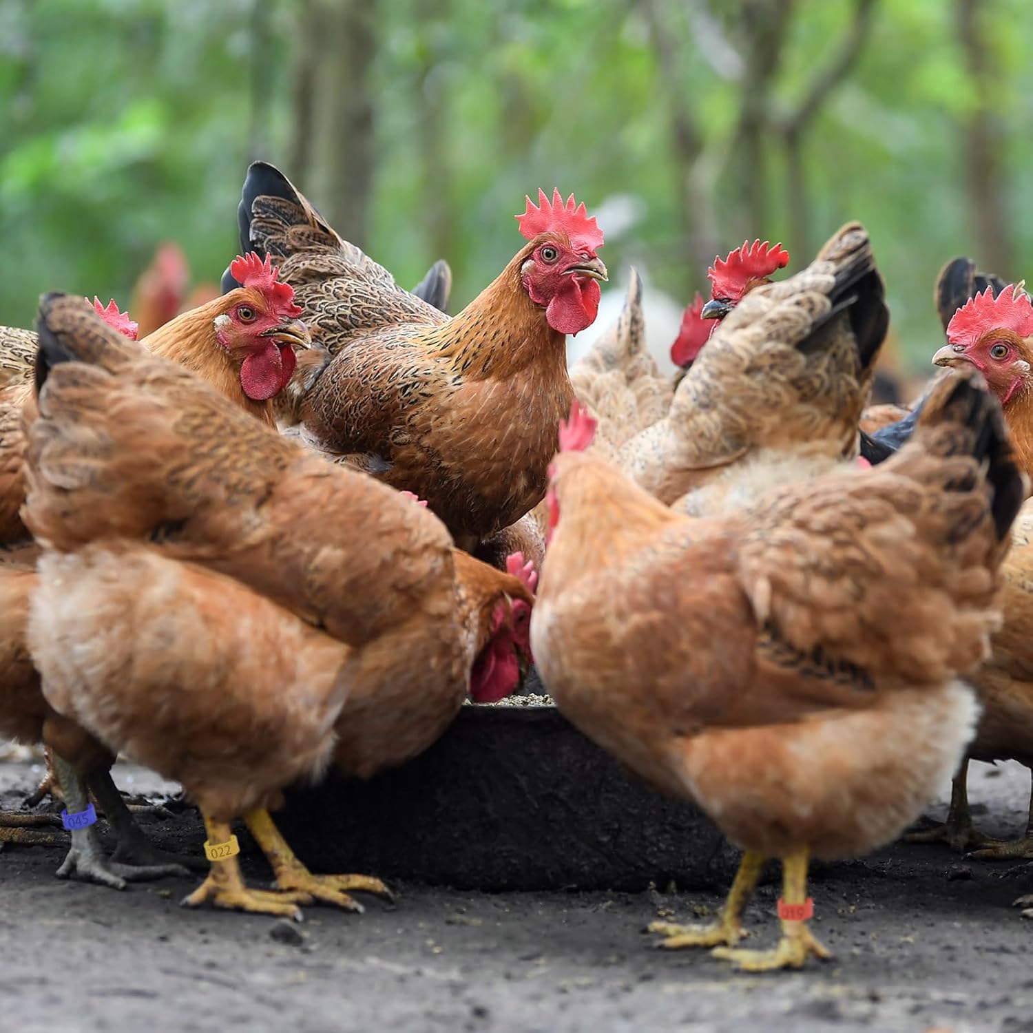 100 bandas para patas de pollo, 5 colores para pato, ganso, paloma, aves medianas, gestión de identificación de aves de corral (0.62 pulgadas de