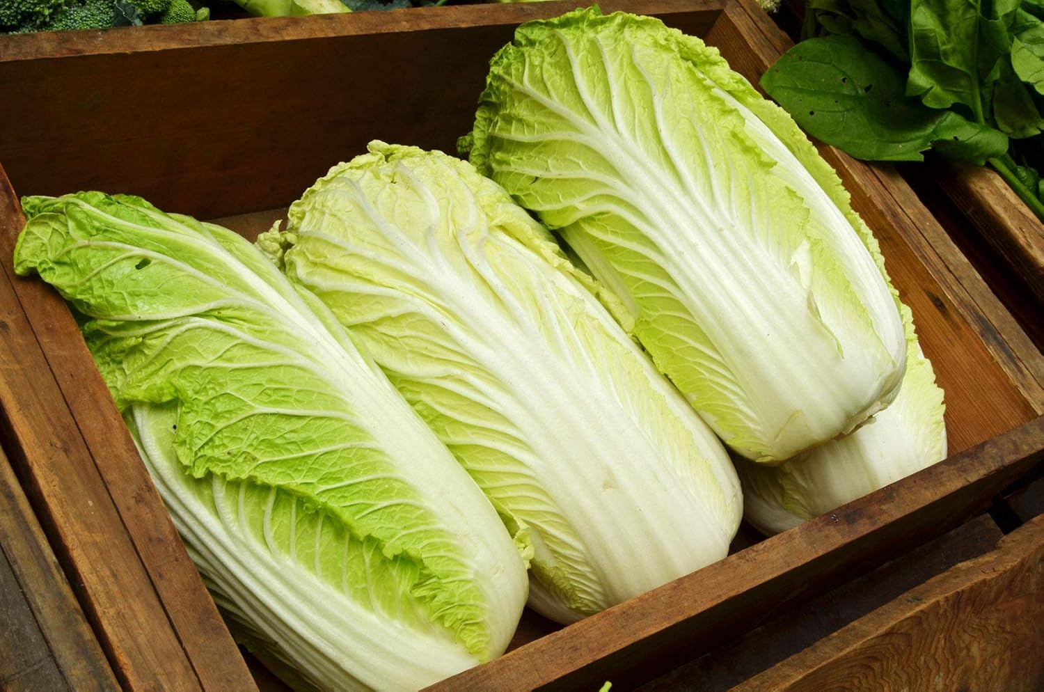 Semillas Verduras Pekín Col China Michelle Green – 100 Semillas