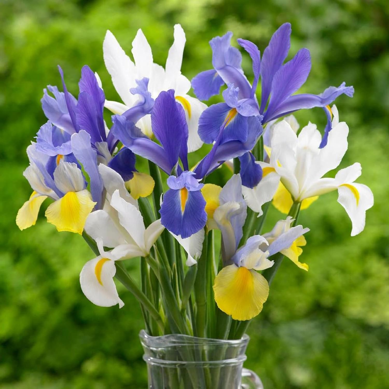 CHUXAY GARDEN Mix Iris Hollandica, semillas de iris holandés, flor de lis, 25 semillas de flores blancas, amarillas, azules, encantadoras, plantas