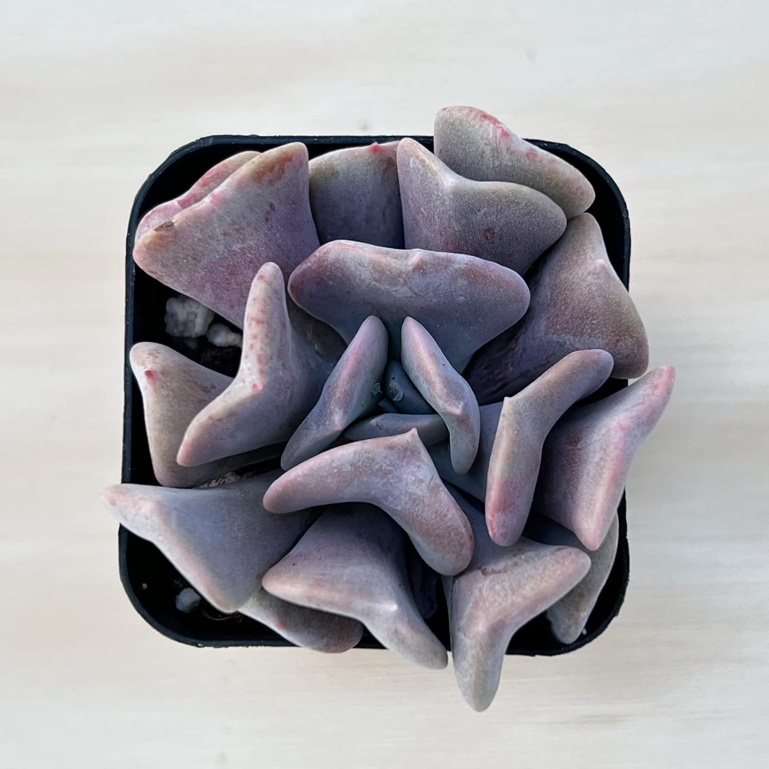 Echeveria ‘Cubic Frost’, suculenta viva totalmente arraigada en maceta de 2 pulgadas con mezcla de tierra, planta de casa para interiores y