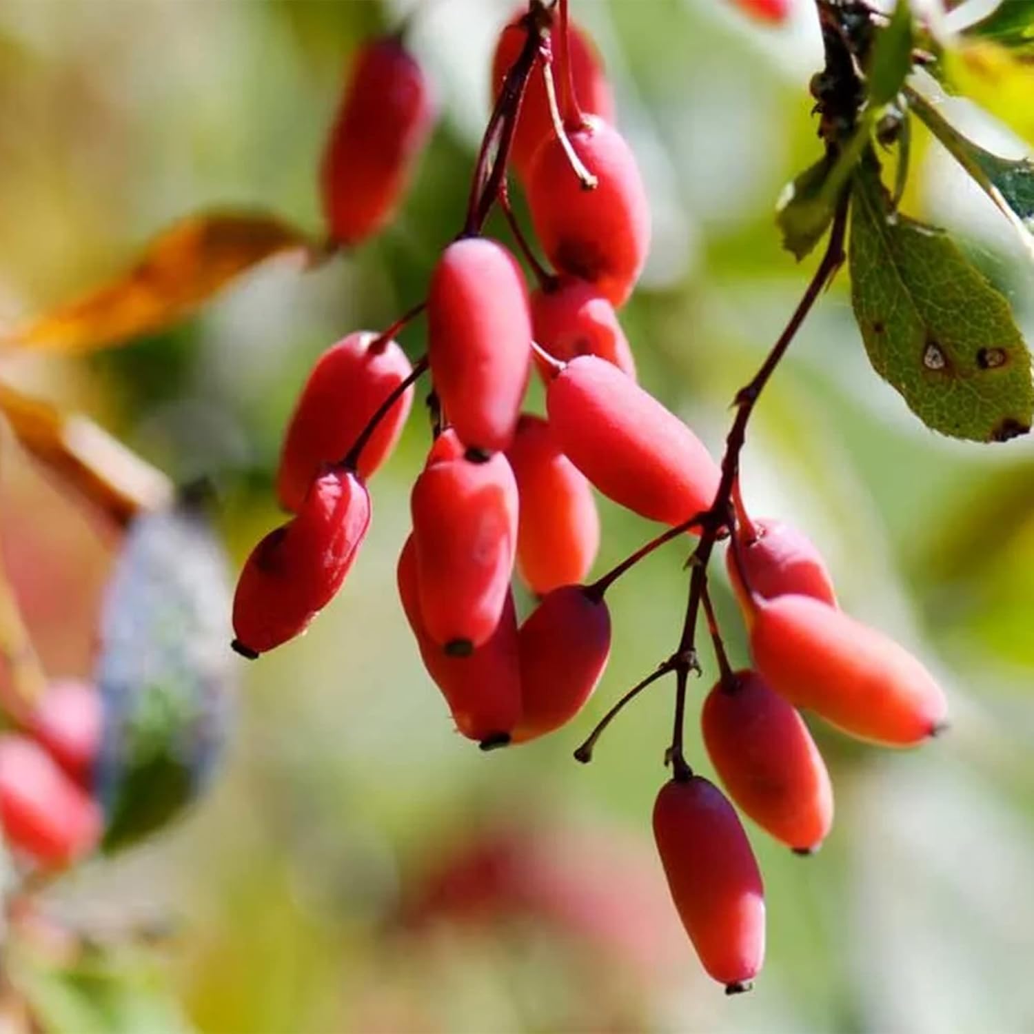 QAUZUY GARDEN 50 piezas de agracejo indio (Berberis Aristata, Mara Manjal) Chutro Sumbal Tree Semillas de cúrcuma hermosas y comestibles llamativas