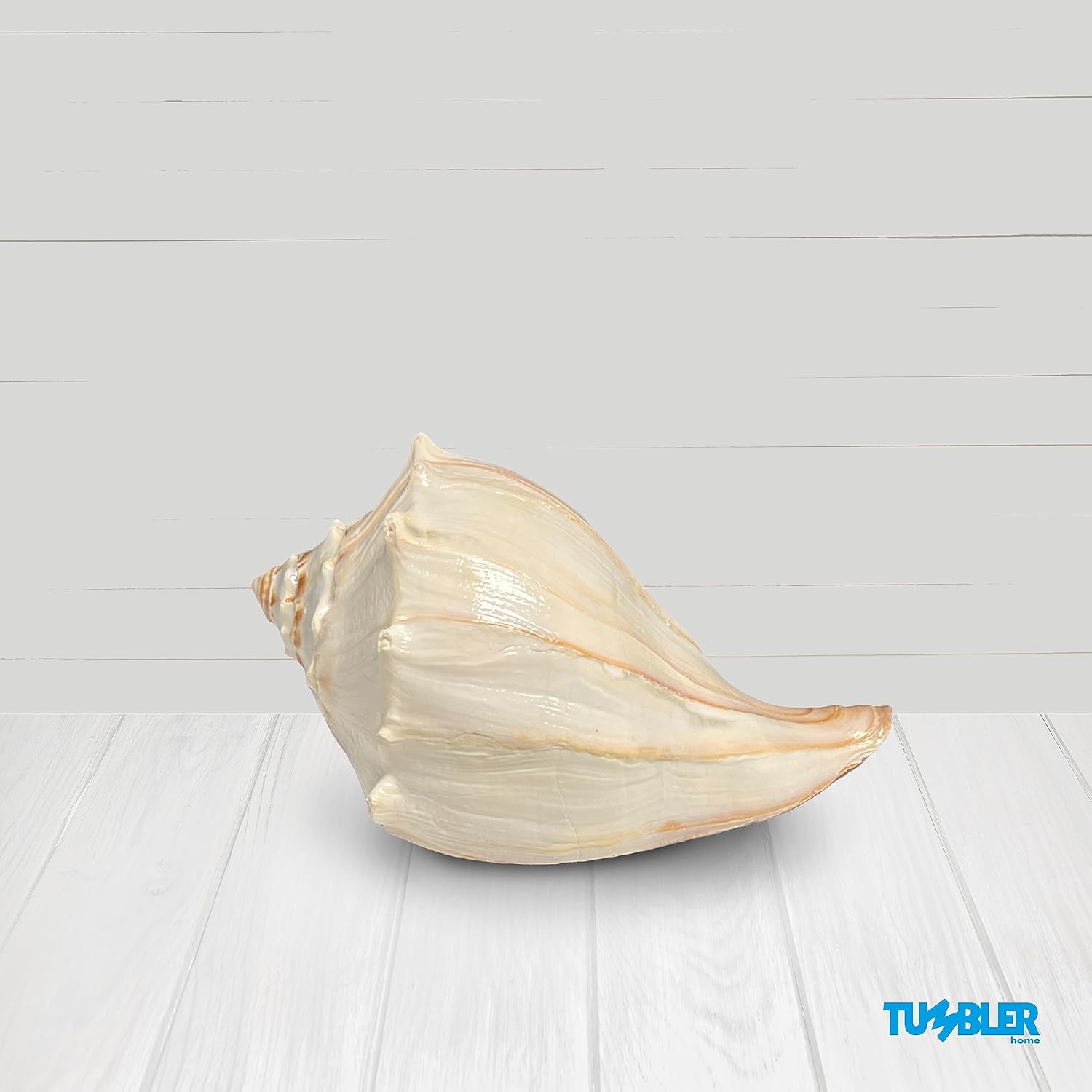 Concha de ballena atlántica, conchas marinas grandes, conchas marinas para decoración, conchas grandes para decoración de habitaciones playeras,