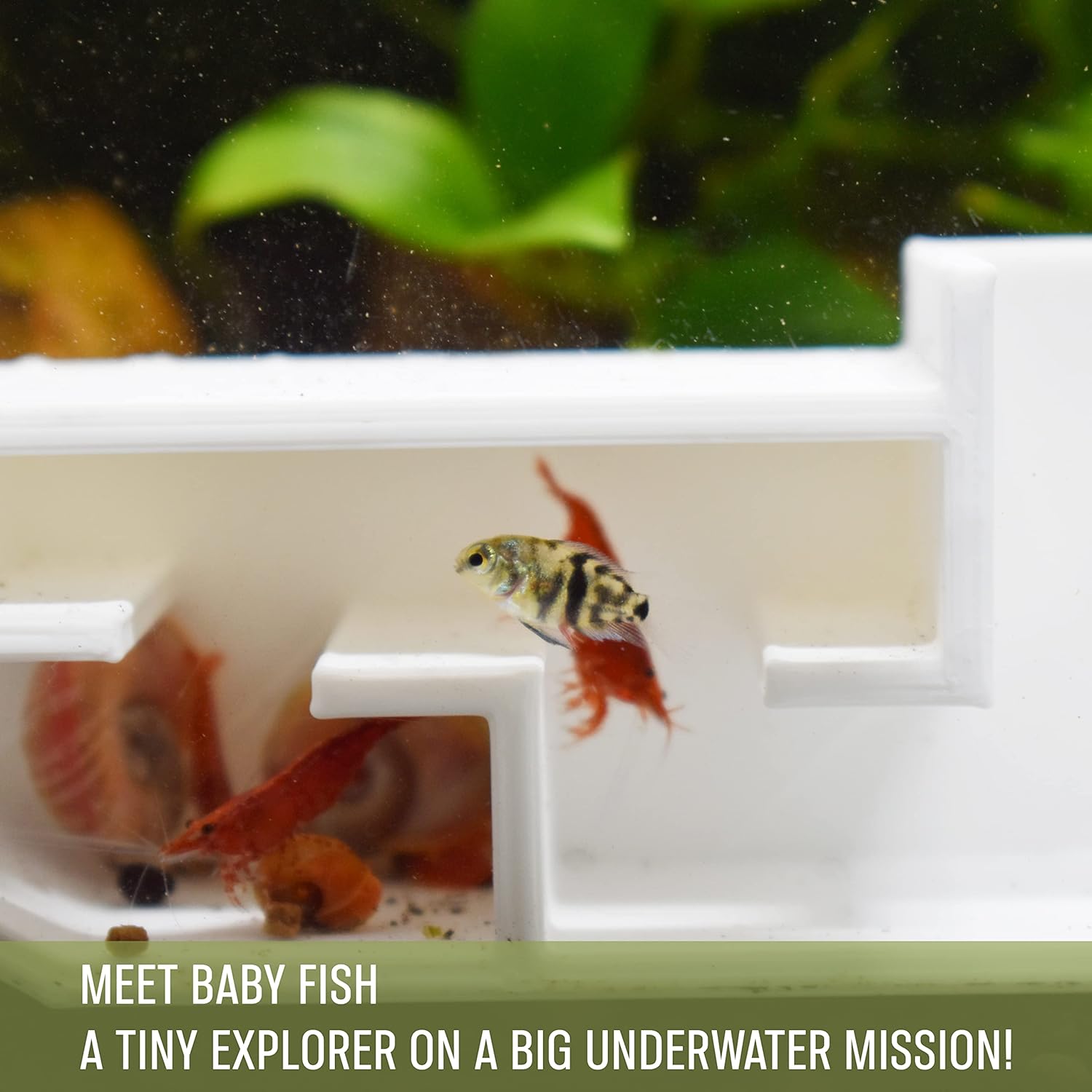 3DAquaticSolutions Túnel de fiesta de camarones de acuario, incluye exquisita habitación VIP y dos entradas, cueva de túnel para camarones y peces