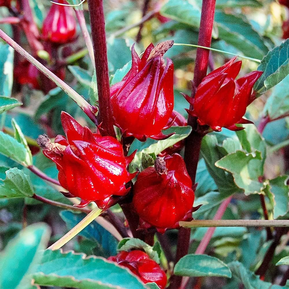 QAUZUY GARDEN 50 semillas de acedera jamaicana Florida arándano indio roselle hibisco sabdariffa semillas de hibisco sabdariffa planta nutritiva sin