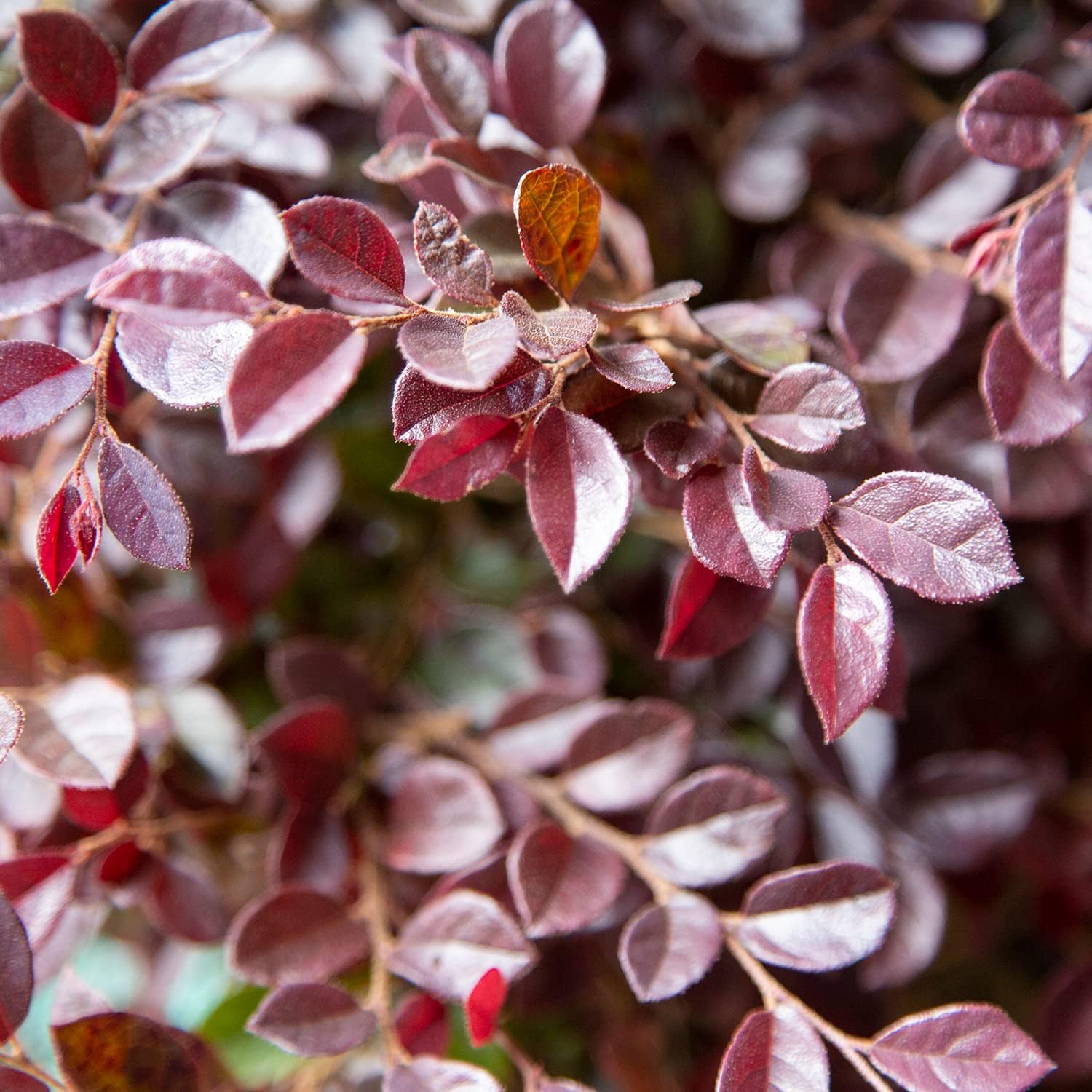 Purple Daydream – Loropetalum enano (2 galones) arbusto de hoja perenne compacto con flores rosadas, pleno sol a parcial, planta viva al aire libre