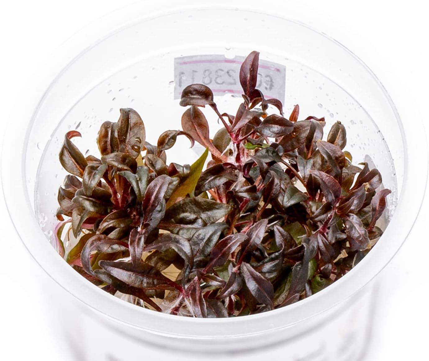 Alternanthera Reineckii ‘Mini’ Cultivo de tejido de tallo rojo acuático vivo planta acuática – 100% libre de caracoles in Vitro Cup (AR Mini)