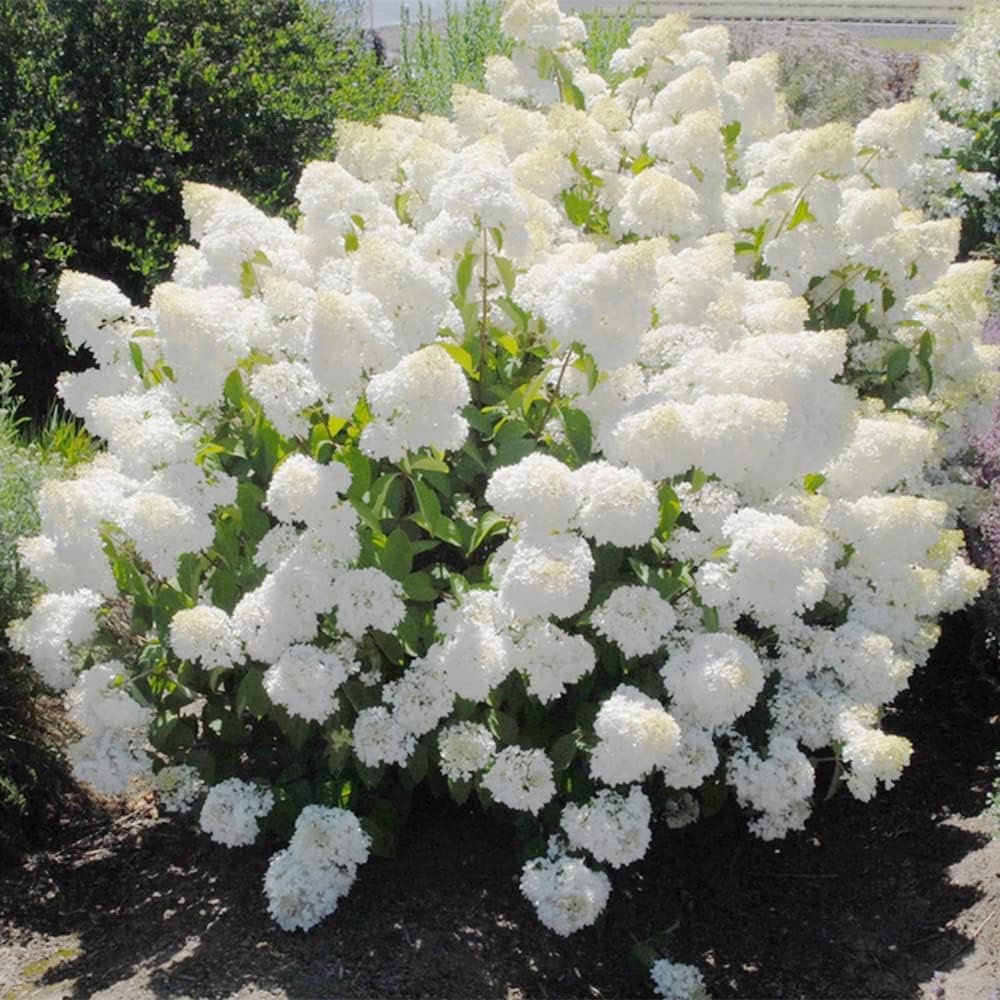50 semillas de hortensias de hoja de roble (quercifolia de hortensia) arbustos de flores perennes – Resistente y tolerante a la sequía – Pantalla de