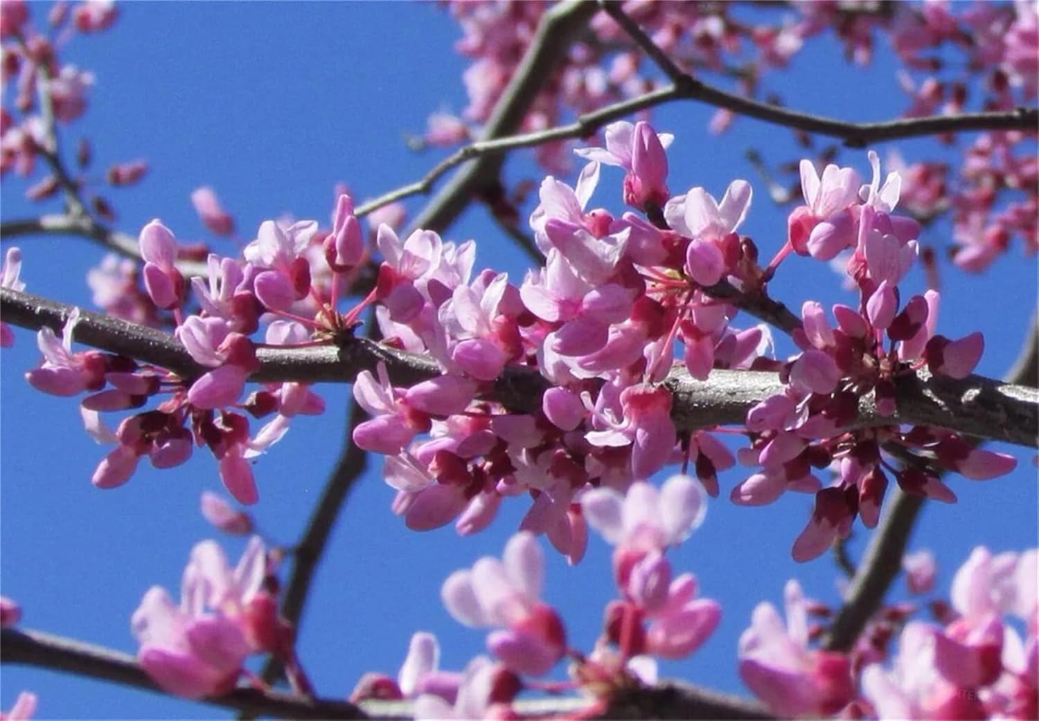 Semillas de árbol de plantas raras Cercis Occidentalis 50+ Seeds – Western Redbud Arbusto resistente al frío o árbol ornamental