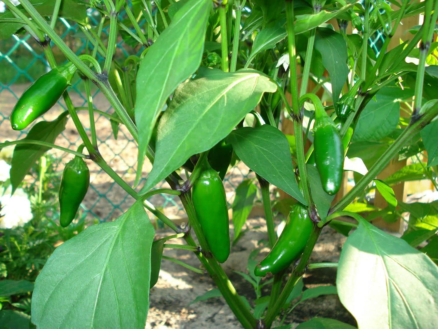 120 semillas de pimienta orgánica Jalapeño M Heirloom Non-GMO Garden Vegetable Bulk Survival