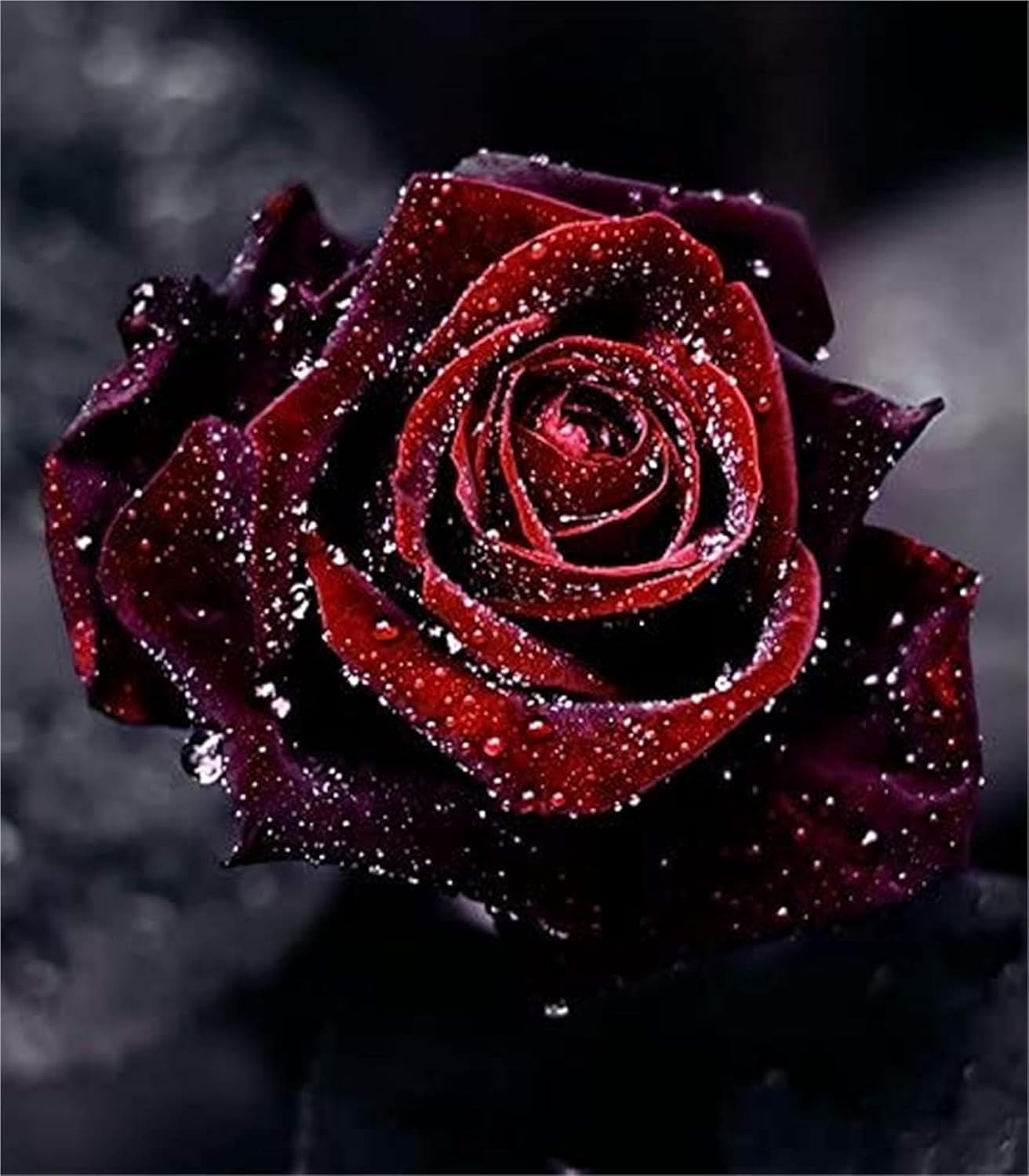 Semilla de Flor Negro Rojo Rosa Ambizu Nueva Sangre Verdadera Rosa Negra 100pcs Semillas de Rosa Rara