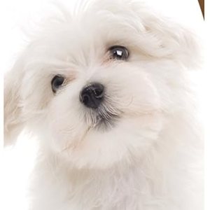 Healthy Breeds – Limpiador de oídos con aloe vera – Formulado por veterinarios para desodorizar, limpiar, secar y acidificar el canal auditivo – Healthy Breeds – Limpiador de oídos con aloe vera – Formulado por veterinarios para desodorizar, limpiar, secar y acidificar el canal auditivo –