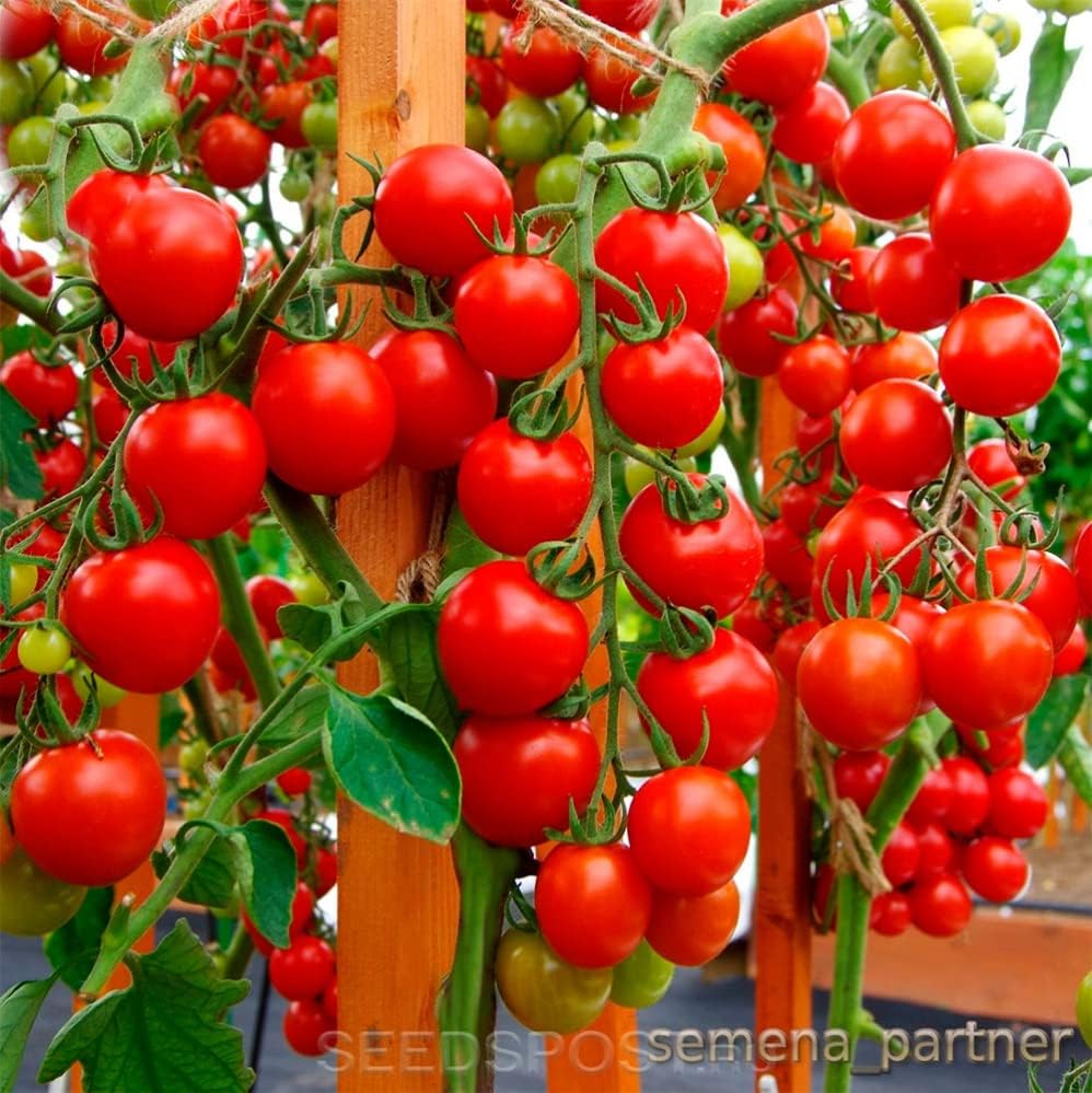 Tomate Cherry Maskotka Cascading Trasero Enano Arbusto Tomate 50+ Semillas para plantar sin OMG