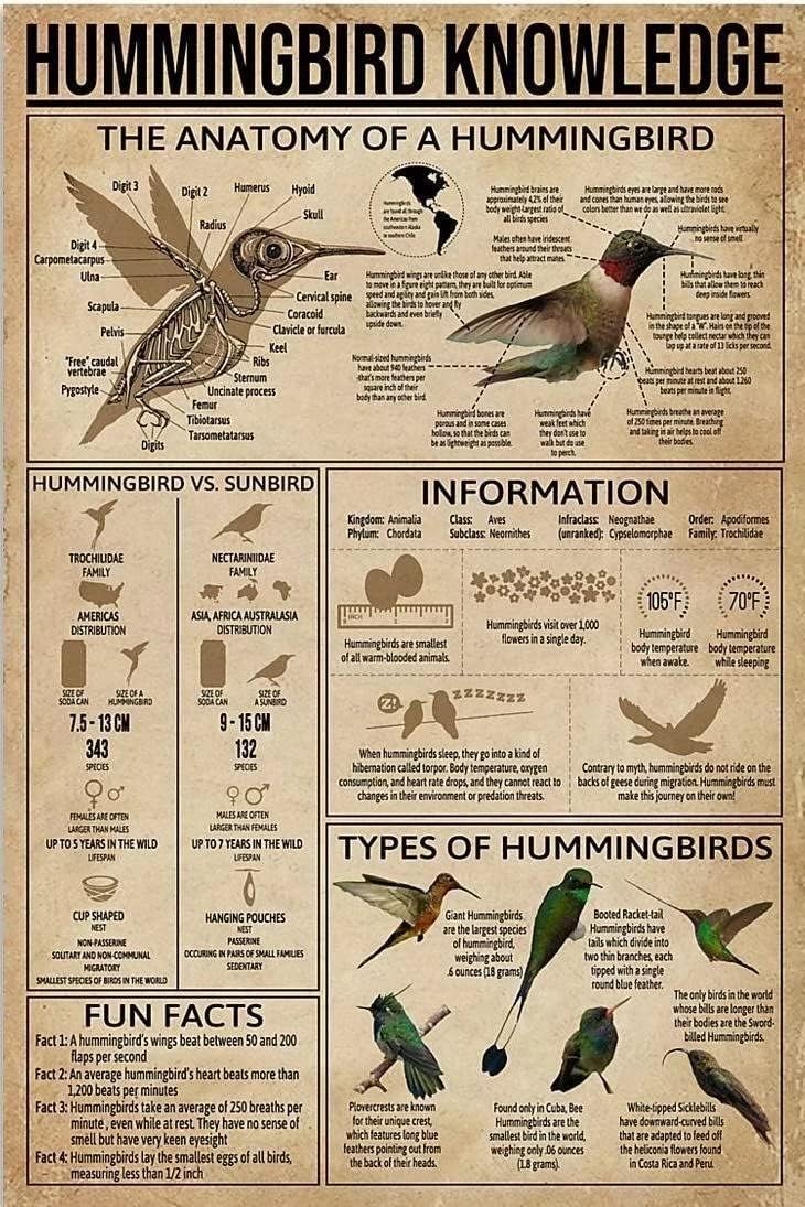 Youpinnong Lienzo decorativo para pared, póster de conocimiento de colibrí, la anatomía de un colibrí, impresiones en lienzo modernas, pósteres sin