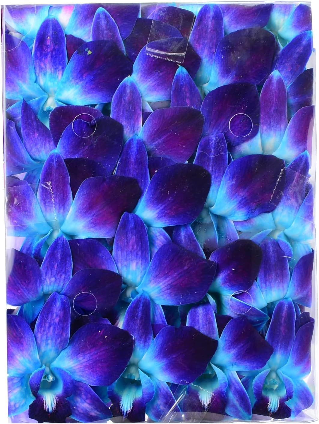 Miami Fresh Orchid Loose Bloom OrchidClub USA Sunne Tropical Flower Head DIY Lei Food Drink Decor (2 x 50 BLUE)