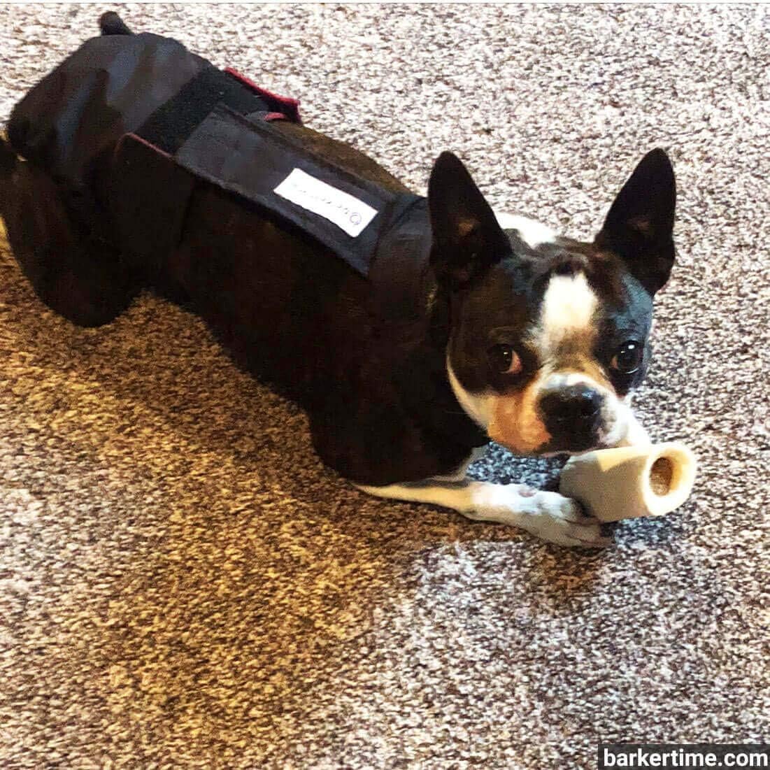 Pañal negro para perro, XXL, con orificio para la cola, fabricado en Estados Unidos