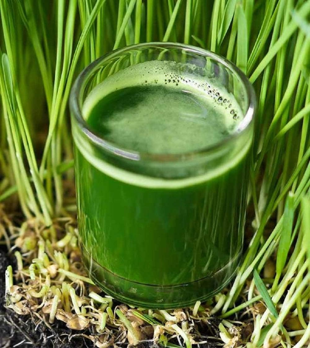 Semillas de pasto de trigo para brotar microverdes, 4 onzas, una rica fuente de vitaminas y minerales y nutrientes que promueven la salud. Marca