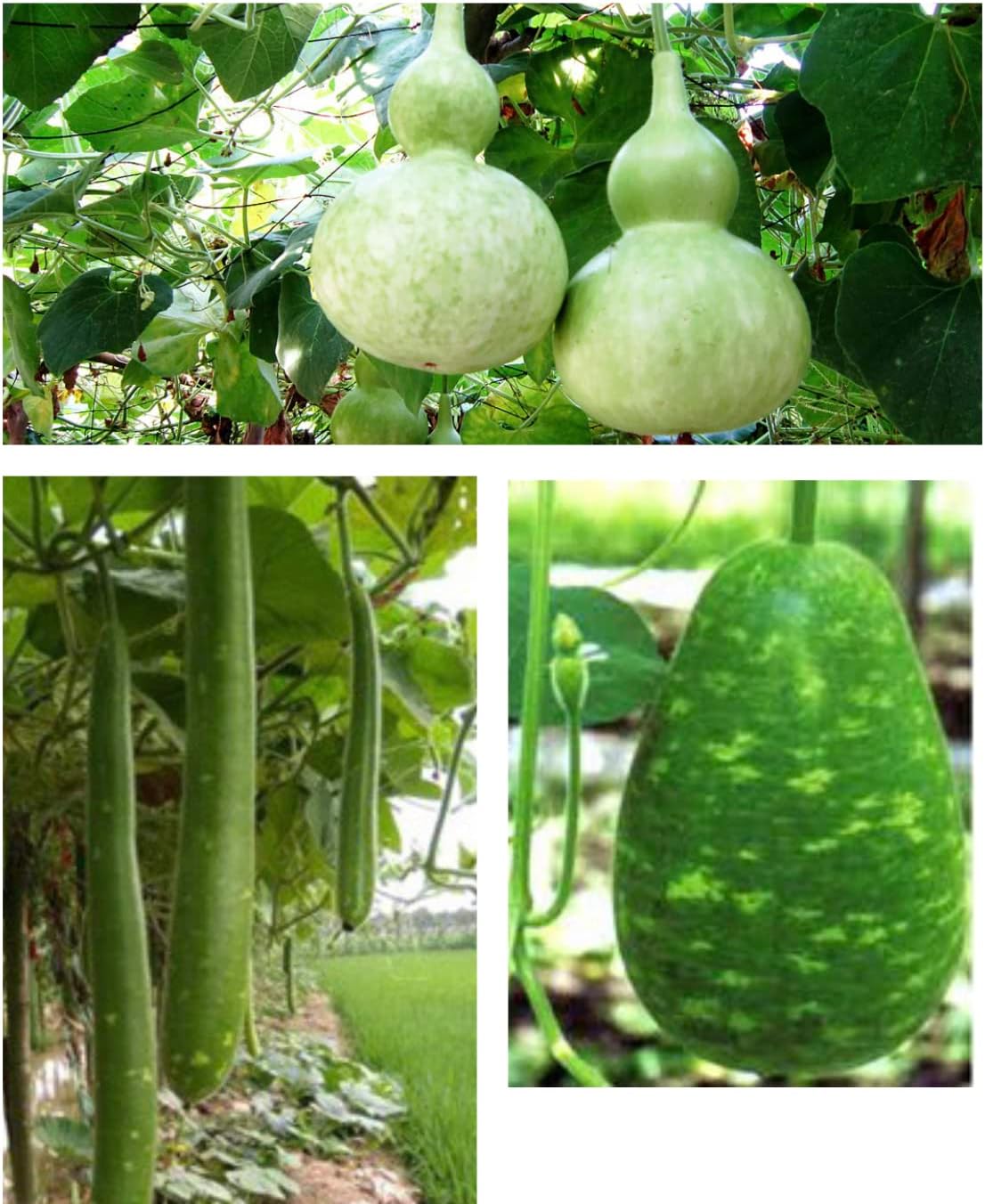 3 Tipos Calabash, Lagenaria siceraria, Melón, b’u sao Trái 30 Semillas Botella Asiática Calabash,Calabaza CortaLargoVino Calabaza NAM Tao Yai