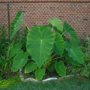 10 bombillas Live Colocasia Esculenta Elephant Ear Taro Gabi Kalo Eddo listas para crecer 10 bombillas Live Colocasia Esculenta Elephant Ear Taro Gabi Kalo Eddo listas para crecer