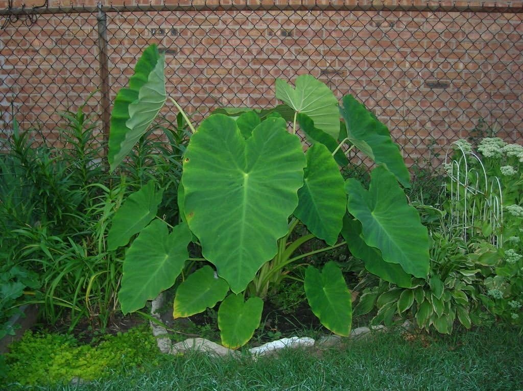 10 bulbos LIVE Colocasia Esculenta de oreja de elefante Taro Gabi Kalo Eddo listos para crecer