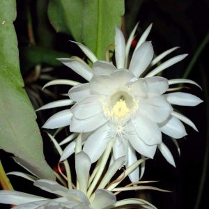 3 esquejes × 12 pulgadas Epiphyllum Oxypetalum (Grand) Reina de la Noche Orchid Cactus Night Bloom de Grandiosy Farm 3 esquejes × 12 pulgadas Epiphyllum Oxypetalum (Grand) Reina de la Noche Orchid Cactus Night Bloom de Grandiosy Farm