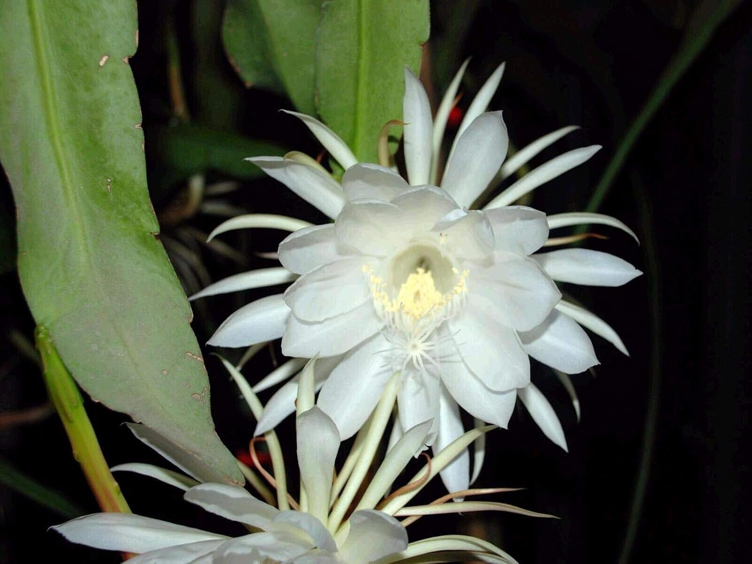 3 esquejes × 12 pulgadas Epiphyllum Oxypetalum (Grand) Reina de la Noche Orchid Cactus Night Bloom de Grandiosy Farm