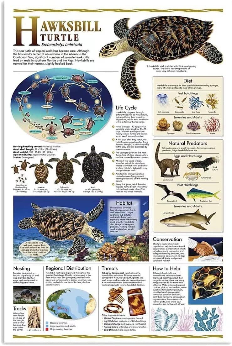 Carteles de metal con conocimiento de tortuga de carey de biología, decoración de pared para aula, pósteres de estaño, placas educativas para